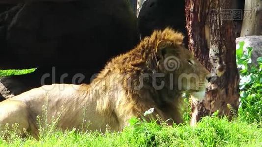 动物园绿色自然中的狮子视频