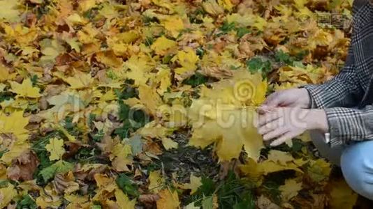 女孩坐在秋天公园里扔黄色的枫叶视频