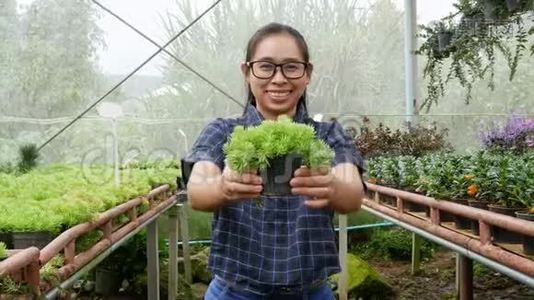 园丁年轻的女人在温室的一个苗圃，手里拿着一壶种苗出售。视频