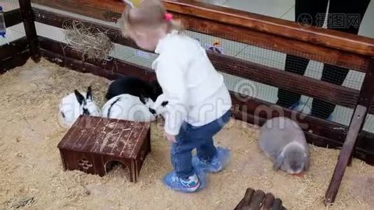 小女孩在一个接触动物园喂兔子。 可爱的小兔子。视频