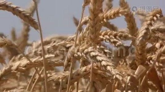 把麦田里的黄大麦植物视频
