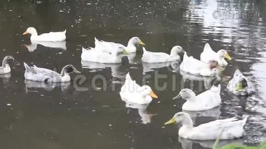许多灰白色的鸭子在池塘里游泳视频