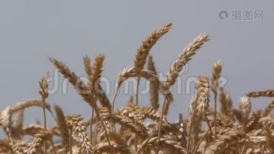把麦田里的黄大麦植物视频