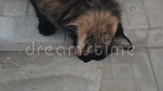 猫在房子的水泥门廊上擦脸。 快关门。视频