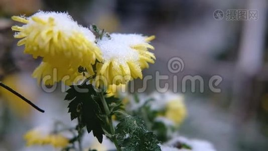 黄色的菊花，雪下有绿叶。 初雪，秋，春，初冬.. 慢动作视频