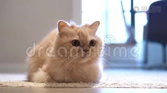 波斯猫盯着地板上的人的动作视频
