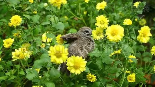 小鸟和黄花。视频