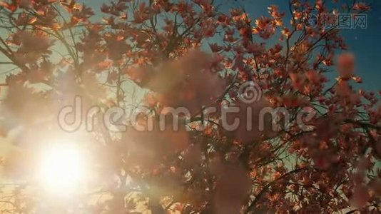 美丽的玉兰树，落花，映衬着夕阳视频