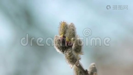 柳树的春天视频