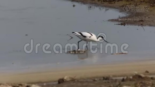 阿沃塞特在湖边觅食视频