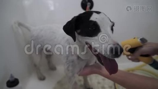 享受水处理的狗视频