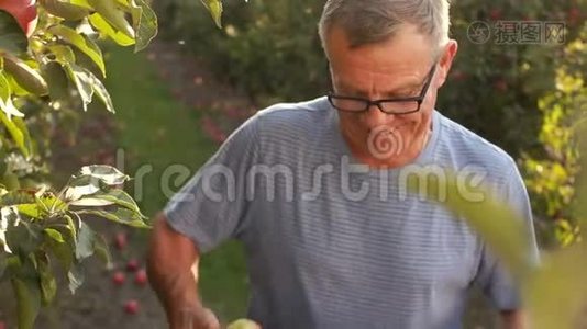 农业概念。 一位老农，在他的花园里收获了新鲜的红苹果。 健康食品，生态视频