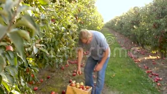 成年男性养老金领取者在苹果园收获。 收获水果，招待工人，雇佣工人视频