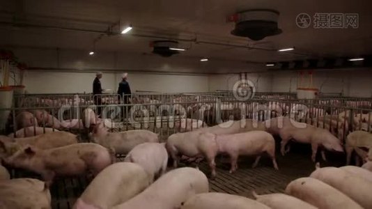 养猪场工作人员在养猪场检查猪视频