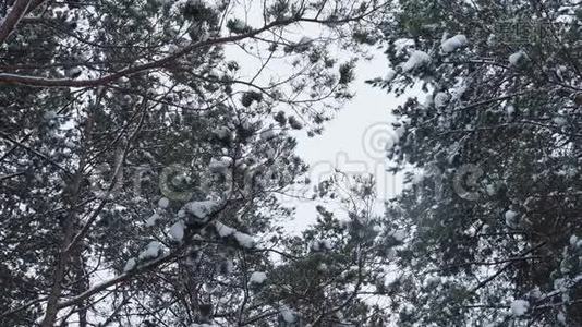 松雪覆盖的树枝.. 从底部看视频