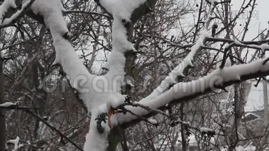 雪落在树枝上视频