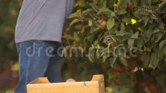 特写，半身，双手.. 一位年迈的农夫从一棵树上成熟的红苹果，把它们放进木箱里视频