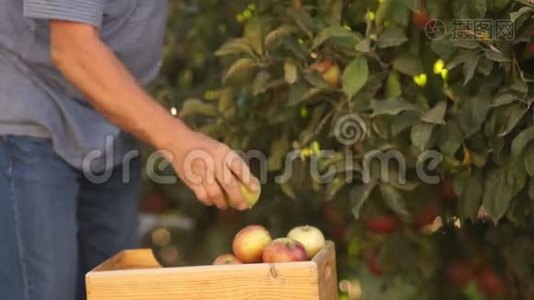 有机耕作，在园内收获果实.. 半个身体的特写，双手从树枝上撕下苹果，视频