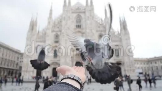欧洲旧广场上的鸽子视频