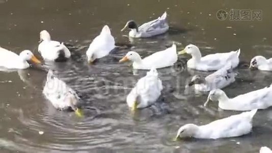许多灰白色的鸭子在池塘里游泳。视频