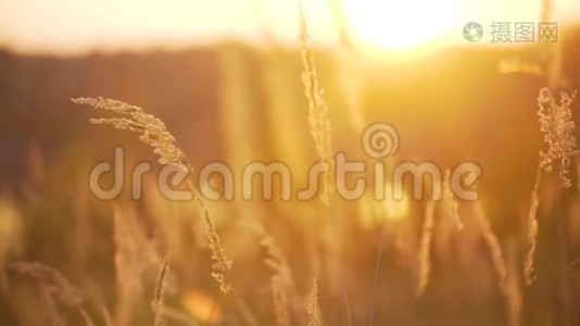 太阳背景下的小麦视频