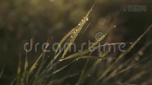 日落时分在草地上露露特写。视频