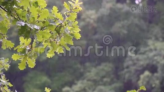 夏雨中的橡树枝视频