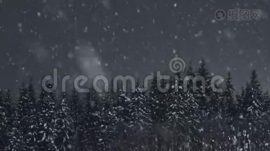 冬天森林里的杉树下的雪视频