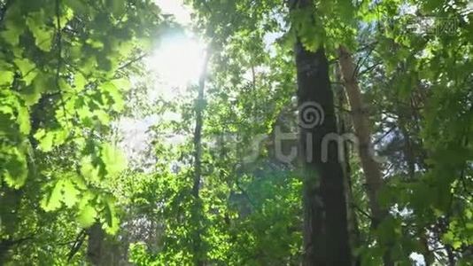 橡树林。视频