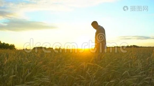 在日落或日出时，幸福的农夫在美丽成熟的麦田里散步。 男农摸着自己农场的麦穗视频