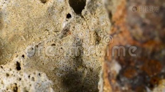 波罗的海石灰岩上的Bryozoa视频