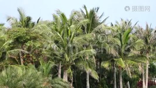 椰林视频
