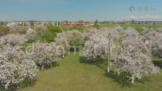 无人机飞过俄罗斯村庄里盛开的苹果园。视频