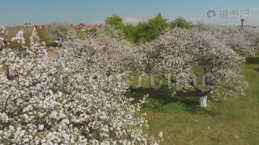 无人机飞过俄罗斯村庄里盛开的苹果园。视频