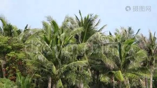 椰林视频
