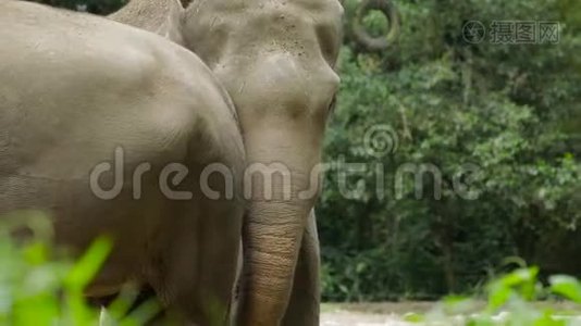 动物园里的亚洲大象视频