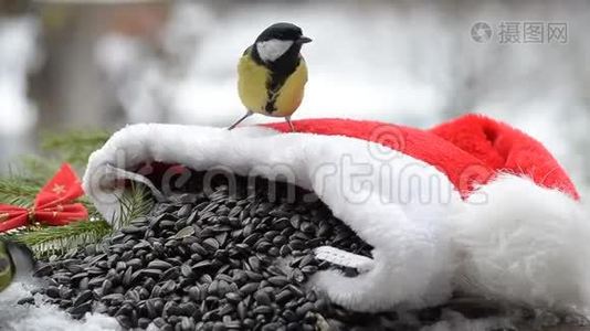 圣诞老人戴着种子`帽子的鸟视频
