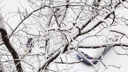 两辆车在一个积雪覆盖着树木的冬季公园里。视频