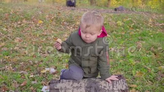 户外肖像可爱的幼儿男孩在秋天公园，玩和吃饼干。视频