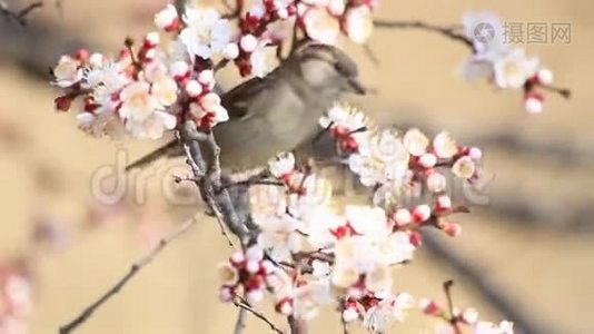 麻雀坐在杏花丛中视频