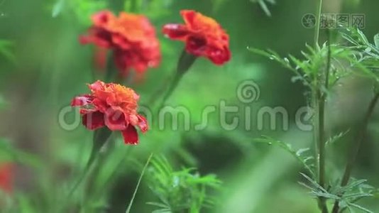 美丽的红橙花，花园里有水滴。 淋浴雨中的万寿菊，特写，动态场景，色调视频视频