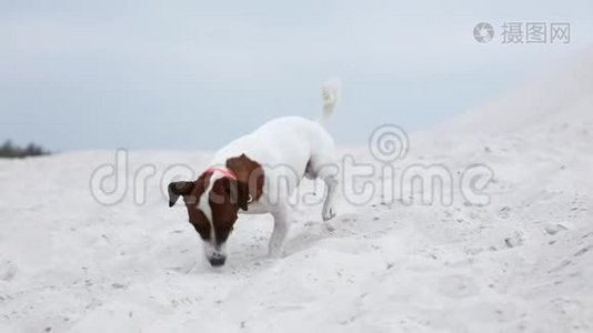 杰克罗塞尔猎犬坐在沙滩上的沙滩上。视频