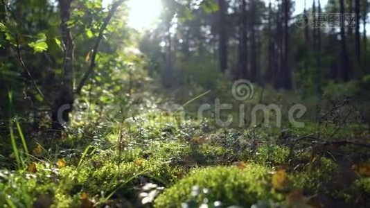 美丽的早晨或傍晚，日出日落的野林中.. 阳光`阳光透过树叶和树木照射视频