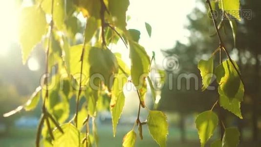 阳光穿过桦树的叶子视频