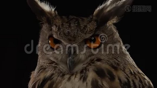 成年猫头鹰有一双橘色的大眼睛，正四处张望，特写视频