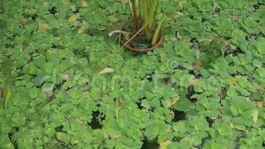 百合花在池塘的表面。视频