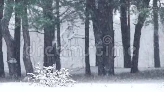 雪在松树树干的背景下缓慢地落下。 冬天降雪时的松林。视频