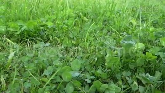 在草地上移动的绿草和树叶的滑动镜头。 美草特写滑动视频拍摄..视频