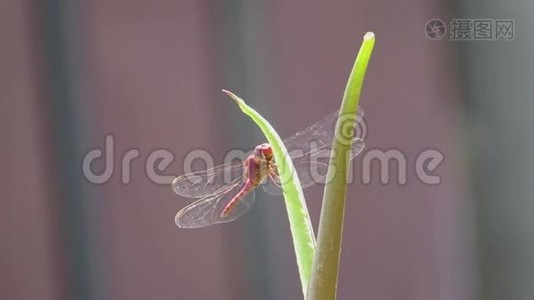 大自然昆虫蜻蜓视频