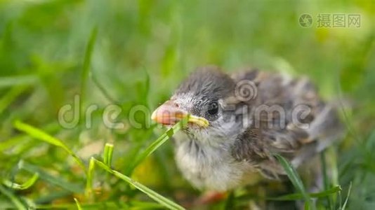 小麻雀从巢里掉了下来。 人手。 特写视频